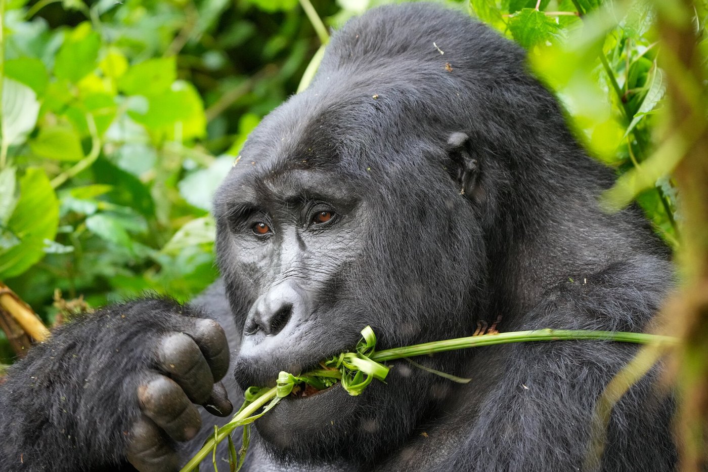 Gorilla Trekking: Uganda or Rwanda?
