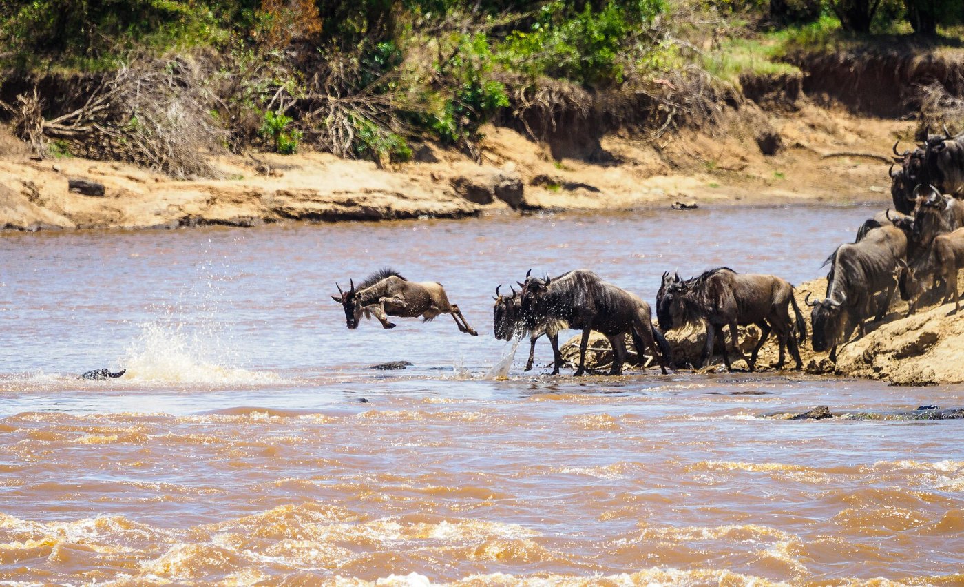 When to See the Great Migration: A Month-by-Month Guide