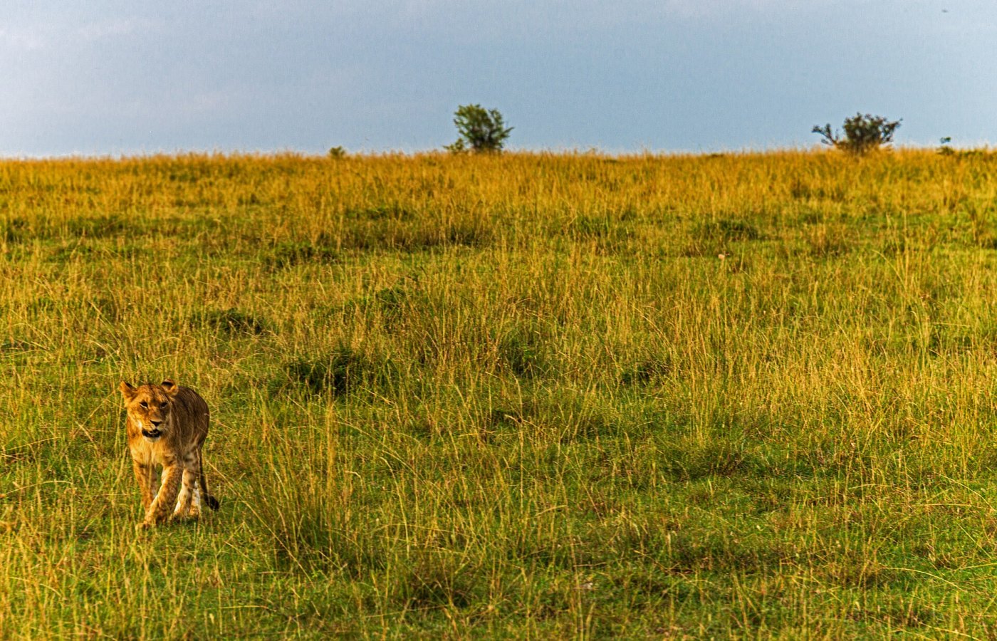 Best of Kenya Safari