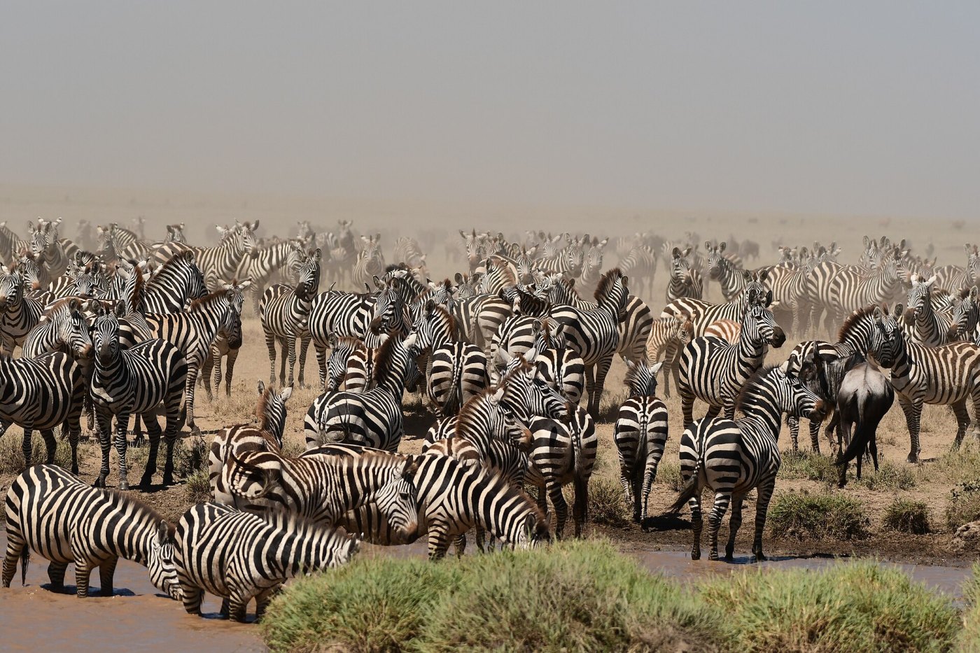 Migration Odyssey