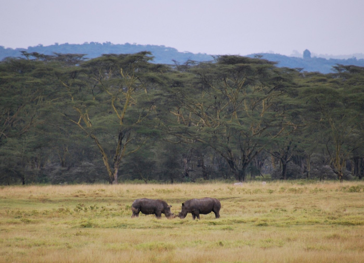 Rhino Trail Safari